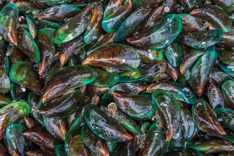 Green Mussel Farming in the Philippines: A Comprehensive Guide.
